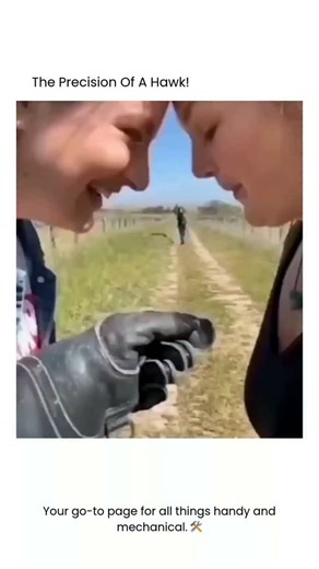 How To Handy on Instagram: "Witness the astonishing precision of a trained hawk in action, demonstrating incredible hunting skills and bird intelligence. This remarkable display showcases the exactitude with which these raptors can target and retrieve, a testament to their exceptional vision and agility. It's a prime example of advanced bird training and the powerful bond between human and animal, highlighting the unique capabilities of birds of prey. Such precise maneuvers are not only captivat