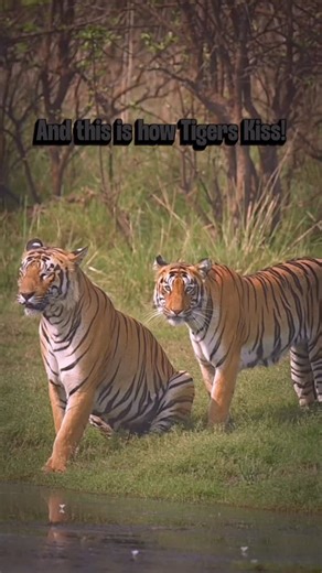Naresh Iyer 🇮🇳 (Narayanan Iyer) Wildlife Photographer | Very few witness moments like this. A rare tiger kiss between Choti Madhu and Taru on a calm morning safari in Tadoba. #Tadoba... | Instagram