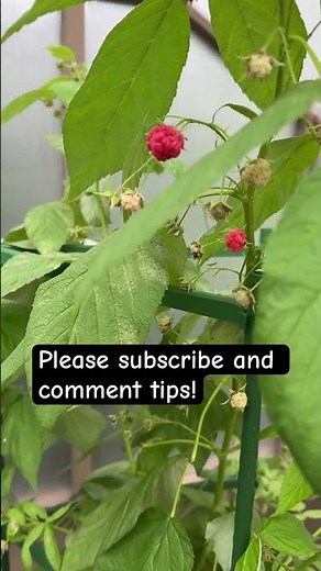 How to prune raspberries bushes
