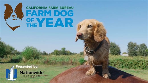 🐾 Meet Willy: California Farm Bureau’s 2025 Farm Dog of the Year! 🐾 We’re excited to introduce Willy, a miniature long-haired dachshund with a big heart and even bigger courage, and the Grand Prize winner of this year’s Farm Dog of the Year Contest! 🎉 Willy may be small, but he’s become an indispensable partner on owner Marshal Hagedorn’s forestry and cattle operations in Shasta, Tehama, and Siskiyou counties. Adopted in 2023, he quickly found his place on the ranch, helping manage critters, 