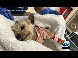 Man brutally kicks dog in Venice, nearly killing it