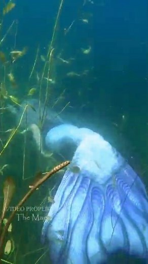 Mermaid Swimming in Seaweed Underwater 🌿 (Video Footage of Mermaid Phantom in green seaweed) #shorts