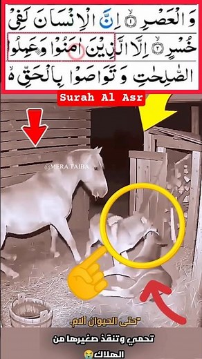 "سورة العصر 🌙 Surah Al-Asr | Powerful Quran Recitation That Touches the Heart 💖" #yt#egzonibrahimi​