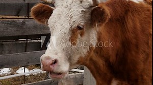 Close-up of head of a cow chews grass. cattle on a farm. slow motion