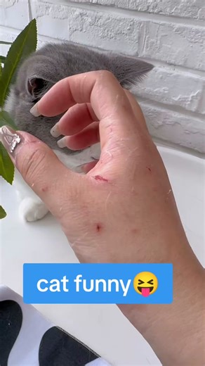 Funny Cat Dressed in Adorable Costumes