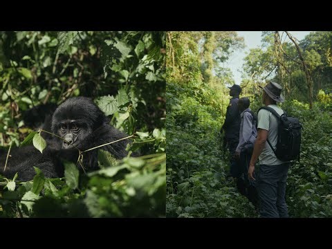 UGANDA: El GORILA de MONTAÑA
