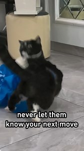 6.2M views · 131K reactions | a tactical withdrawal #tuxedocat #unexpected #9gag | 9GAG | Facebook