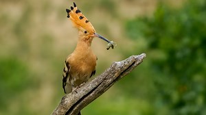 Eurasian Hoopoe Hunting for Prey