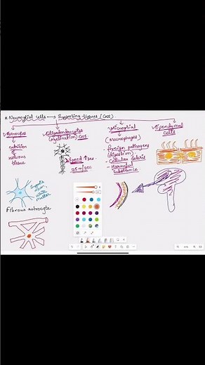 Types of astrocytes 🧠#anatomy #trending #brain