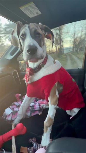 Clarabelle Strong on Instagram: "Hey y’all…… it’s me, Princess Clarabelle…💅🏻🐾💞 Before you watch this, I owe you a tiny apology for the delay. Since Mom has to help me make my videos and she hasn’t felt very good this week, we were a little slow getting this one finished. Please forgive us.🙏 This video is my full Mizzou recap featuring medical betrayal, unexpected extra sedation, celebrity lobby moments, uncontrollable groggy whining, and the very best news ever…🥁🥁🥁🥁 I am exceeding expec