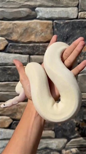 Albino Ball Python 🐍✨ साप पाहिलाय का? 😍 Calmest Snake Ever!#TheRaMaWayWhite