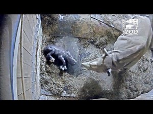Watch Rare Baby Rhino Take Its First Steps, Minutes After Being Born