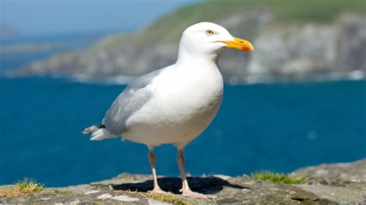 Seagulls leaving Scots kids 'bloodied and scarred' and feasting on rats