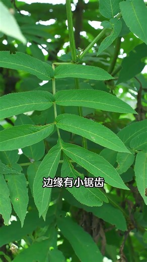 你绝对见过它，但你不一定知道它的能力，来了解一下吧！ #植物科普 #三农 #科普 #我的乡村生活