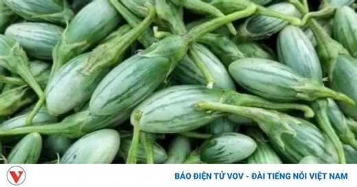 “Săn lùng” loại cà ngọt lịm, giáp biên giới Lào