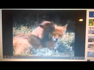 fliks musical adventure