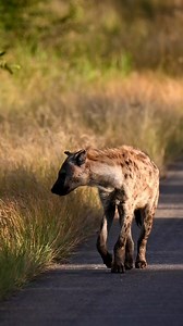 Watch as Whoopi Goldberg walks straight towards us on safari in Kruger National Park. #wildworld #hyena | All Out Safaris