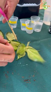 Propagating Hoya Polyneura Inner Variegated #hoya #hoyapropagation #hoyapolyneura #hoyaplant #hoyacollection #hoyalover #plants #houseplant #indoorplants #gardening #thegreenearth | The Green Earth