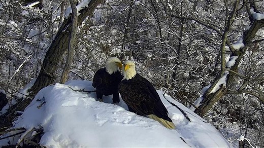 Minnesota eagle nest cam returns to delight fans around the world