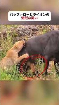 Fierce Battle Between Buffalo and Lion #wildlife #buffalo #lion #fyp #foryou