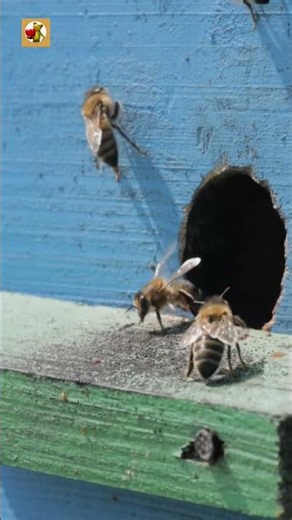 Honey Bee Sounds 🐝🐝🐝(The Rhythmic Hum of a Busy Hive)