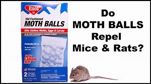 Will moth balls repel mice from your RV? Here's the verdict