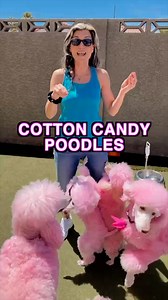 95K views · 1.7K reactions | I'm in cotton candy puppy heaven  Cartoon Poodles #PinkPoodles #luv | Getti | Facebook