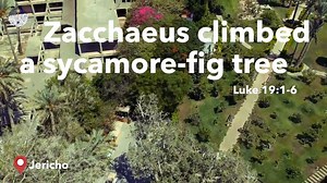 36 reactions · 4 comments | Catch a glimpse of the view that Zacchaeus would have had from the sycamore tree when Jesus called out to him. How might we also come and follow Jesus in our current circumstances like Zacchaeus did? | Bethlehem Bible College | Facebook