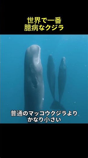 Mysterious whale behavior in shallow waters