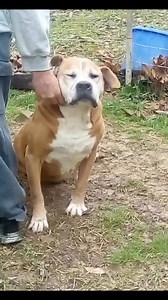 Rescue - Chance 😍 lived to be 13 years Old — Boxer, pit & shepherd One of the Best dogs I ever had, 100lb baby! I miss him 💔😞 | Emily F Thompson