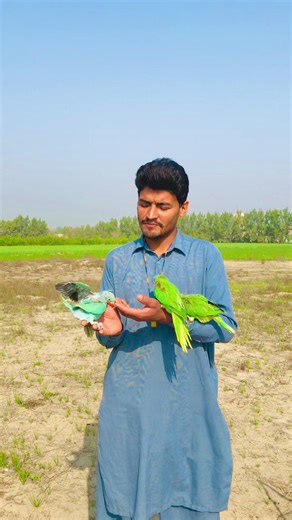 Blue Ringneck Parrot Flying Training