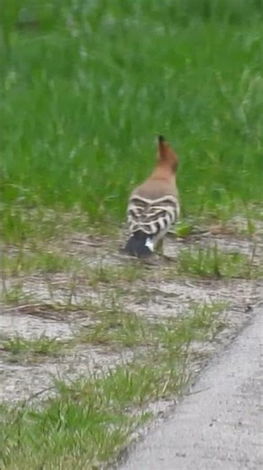 Dudek/Upupa epops/Eurasian hoopoe - Ptaki Polski odc.23