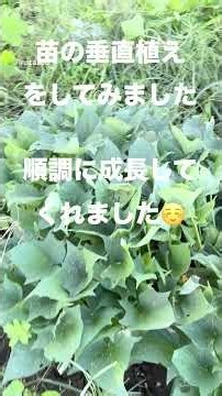 サツマイモの収穫時期突入！