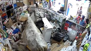 75K views · 366 reactions | Two runaway cows knocked over nearly every item after they got trapped in a tiny store in Colombia. Eventually, a shop employee moved the display cases that the cows were stuck behind and they left, taking the mayhem to the streets. >> https://www.wsbtv.com/news/trending/ | WSB-TV | Facebook