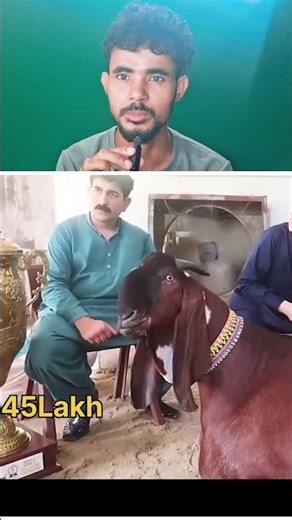 Bakra Eid ka sabse mahanga bakra