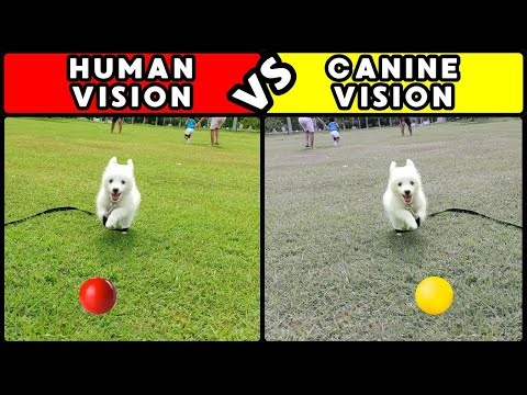 How Do Dogs REALLY See the World? Science Reveals the Truth!