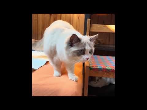 Curiosity, Caution and a Grumpy Guest: My Ragdolls Meet the Vacation Cat