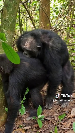 Chimpanzee Mating Rituals and Behavior Explained