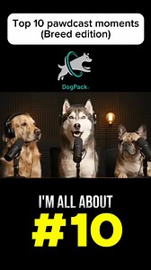 Top 10 pawdcast moments: Dog Breed Edition 🐩 | DogPack