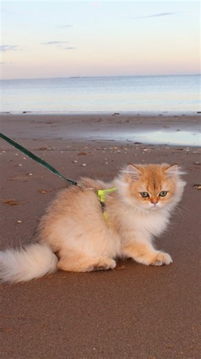 And how's your weekend going? ☺️ 👑 Raising Royals, one tail at a time. 👑 | Royal Tails