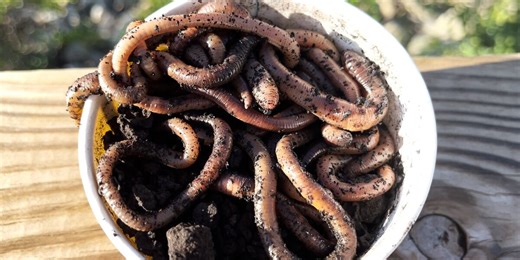 Walmart will now deliver live bait