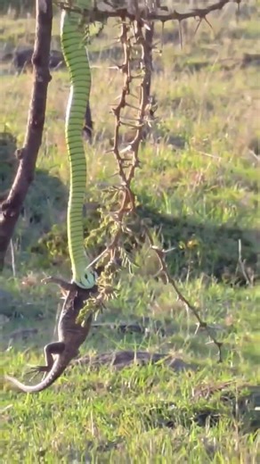 Incredible Sighting | Snake Killing a Chameleon | #snake #chameleon #shorts