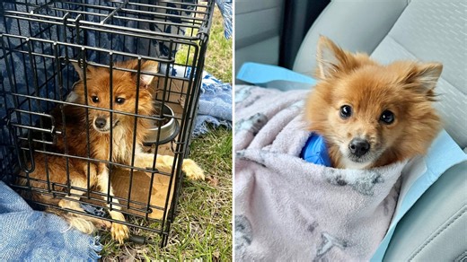 Monmouth County SPCA cares for abandoned dog on left side of road in Marlboro, NJ