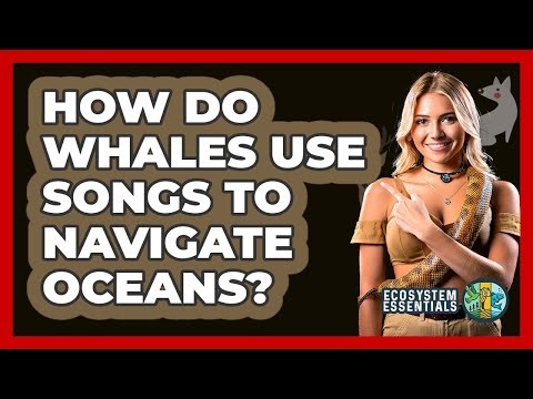 How Do Whales Use Songs To Navigate Oceans? - Ecosystem Essentials