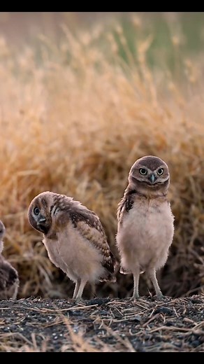 Burrowing Owl - Athene cunicularia | Video ©: Lydebug | Eaglewatch NL