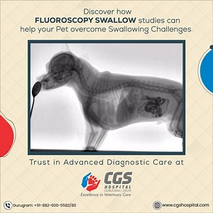 400 reactions · 17 shares | Dive into the intricacies of your pet's...