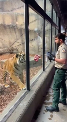 Tiger Smashes Glass During Feeding Time 😳🐅