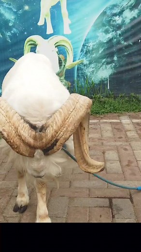 467K views · 6.2K reactions | Bukan Domba Biasa #domba #sheep #goat #animal #binatang #hewan #dombagarut #iduladha #kontesdomba #dombakontes #ram #wildlife | Didin Sahidin New | Facebook