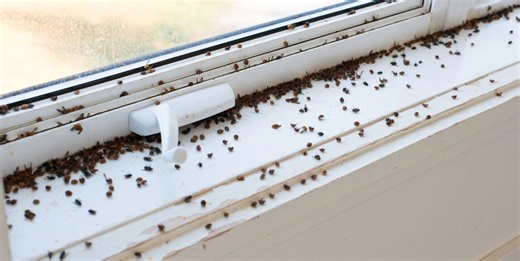 We Found the BEST Way to Get Rid of All the Ladybug Clusters in Your Home
