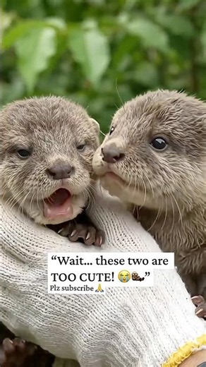 Cutest Baby Otters Ever 🦦🥹 | Adorable Otter Moments #shorts #trending #viralshorts #viral #fyp